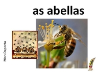 As abellas